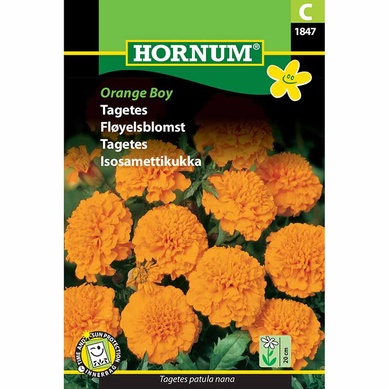 Samettikukka 'Orange Boy'