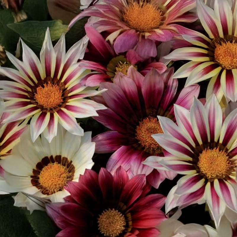 Gazania 'New Day Strawberry Shortcake'