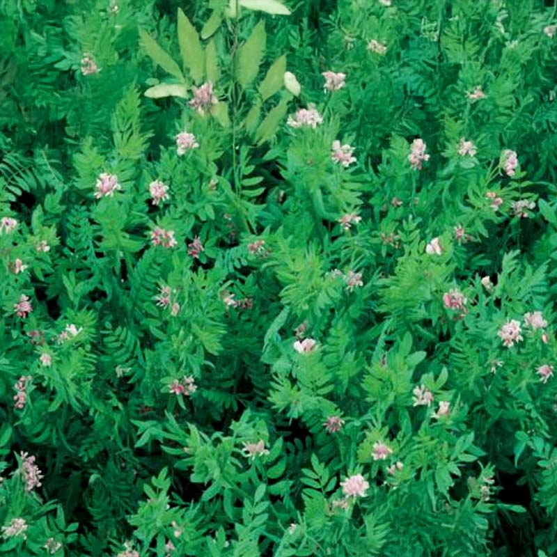 Vihreälannoitus 'Serradella'