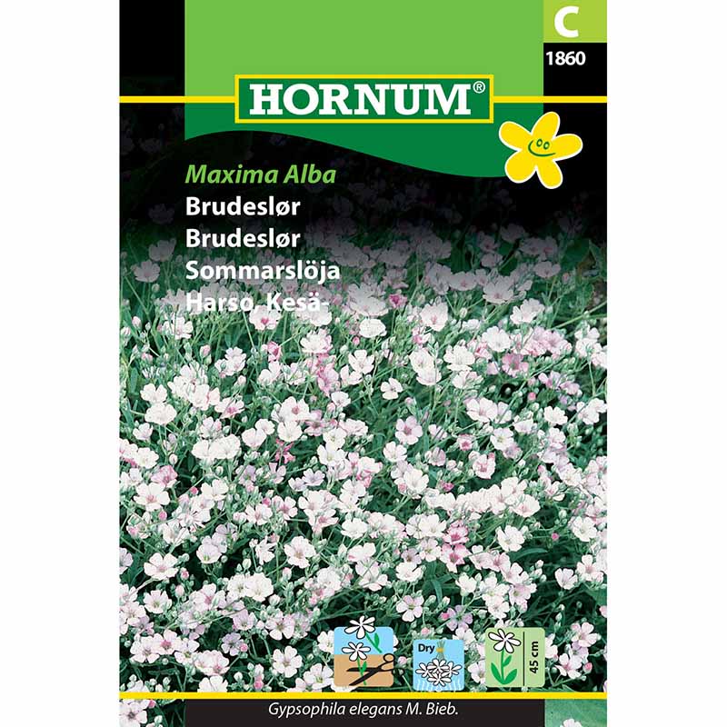 Kesäharsokukka 'Maxima Alba'