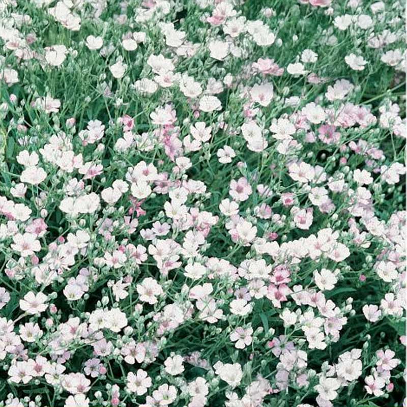 Kesäharsokukka 'Maxima Alba'