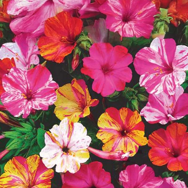 Iltakukka 'Mirabilis'