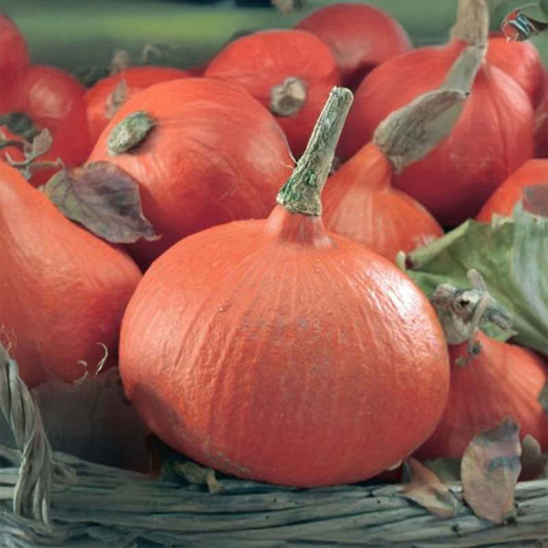 Kurpitsa 'Uchiki Kuri'