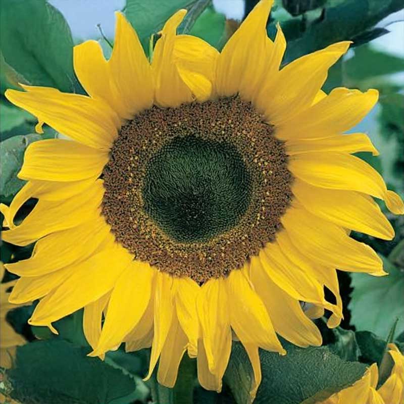 Auringonkukka 'Gelbe Riesen'