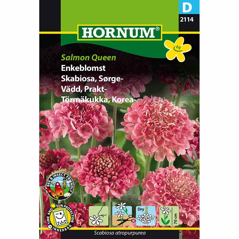 Punakosmoksentähti 'Salmon Queen'