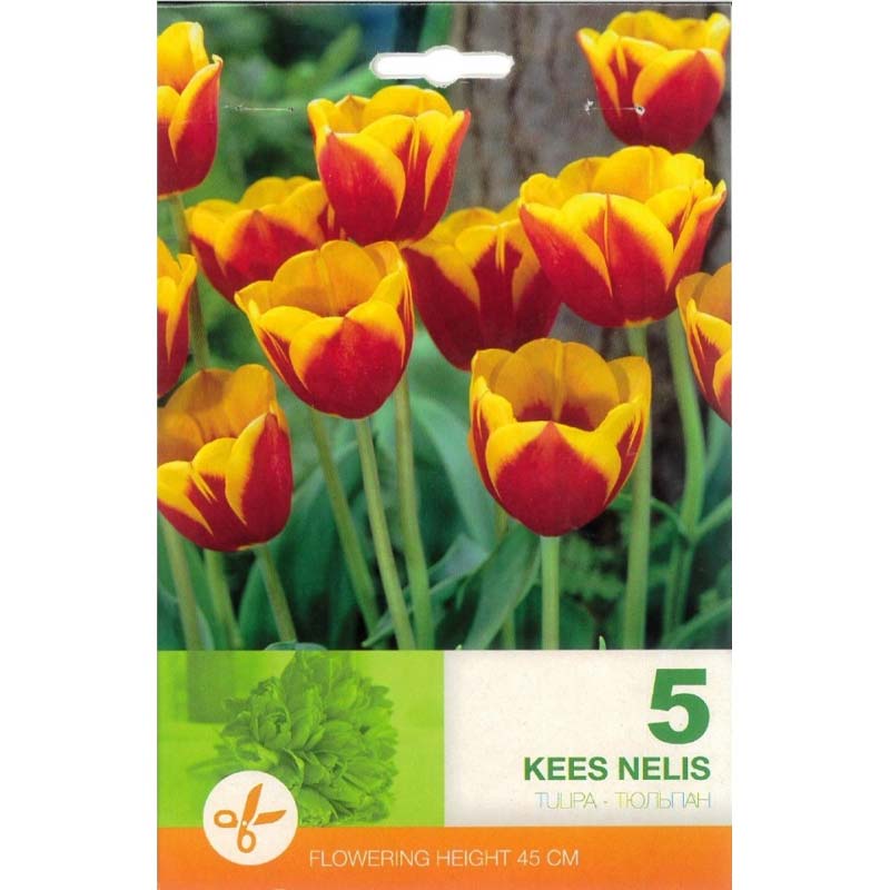 Tulpan ’Kees Nelis’