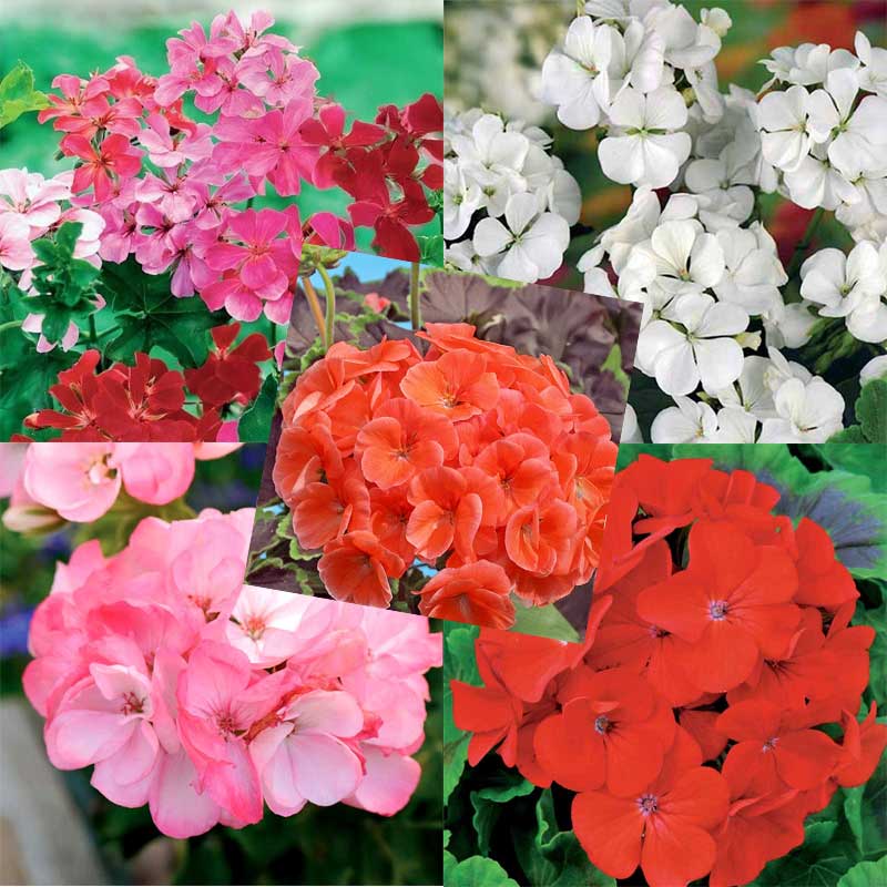 5 erilaista pelargoniaa