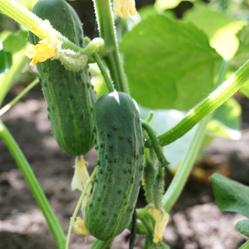 Avomaankurkku 'Puccini' F1