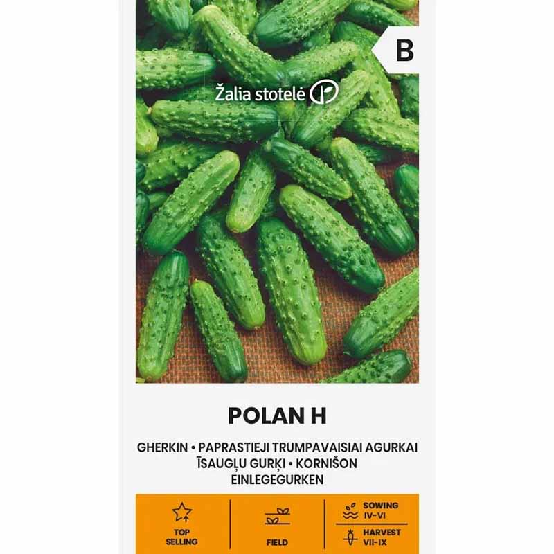 Avomaankurkku 'Polan' F1