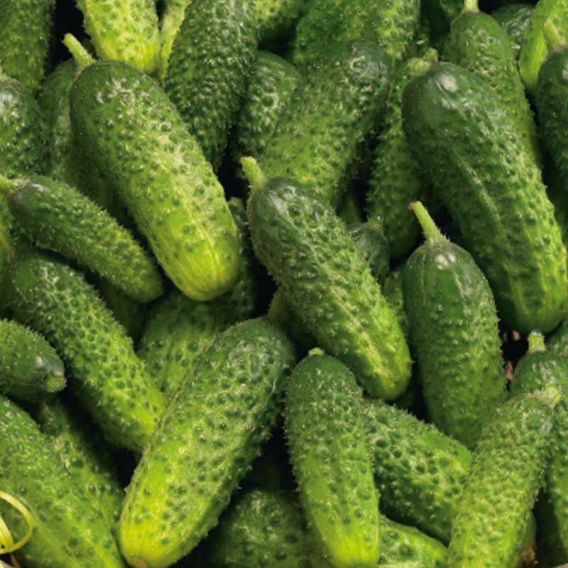 Avomaankurkku 'Pasalimo' F1