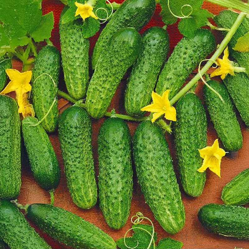 Avomaankurkku 'Mandy' F1