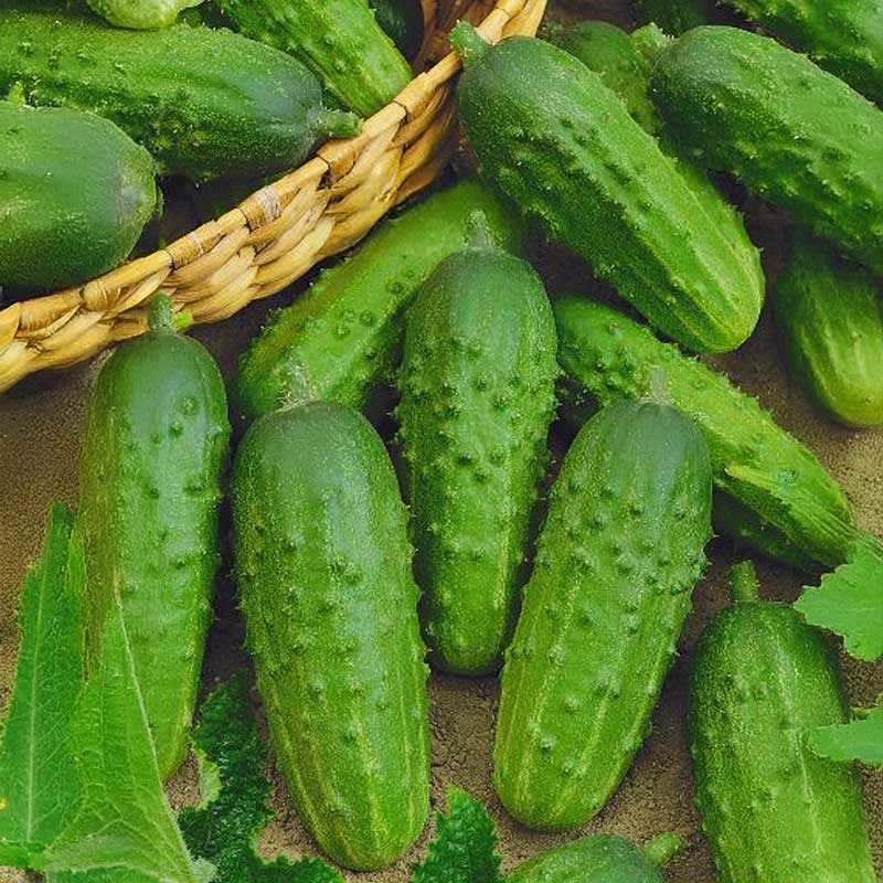 Avomaankurkku 'Julian' F1