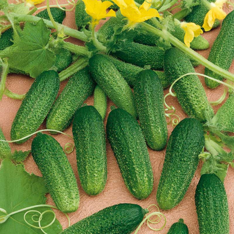 Avomaankurkku 'Dirigent' F1