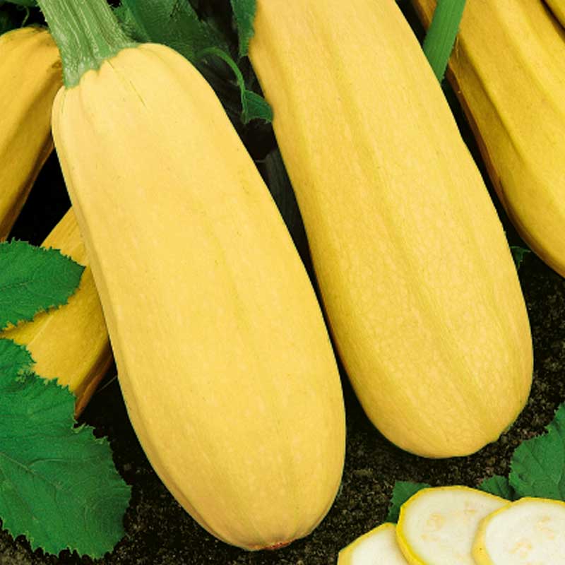 Kurpitsa 'Zloty Cepelin'