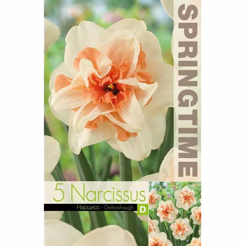 Narsissi 'Delnashaugh'