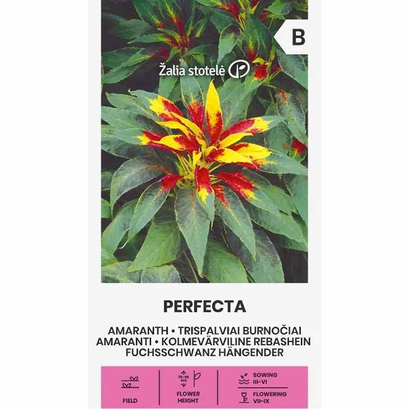 Amarantti 'Perfecta'