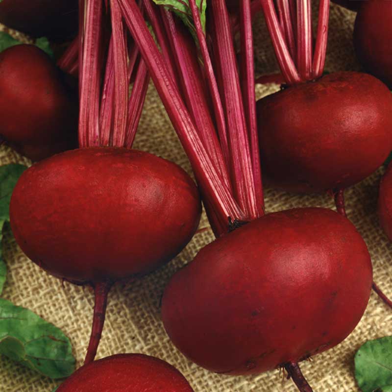 Punajuuri 'D'Egypte'