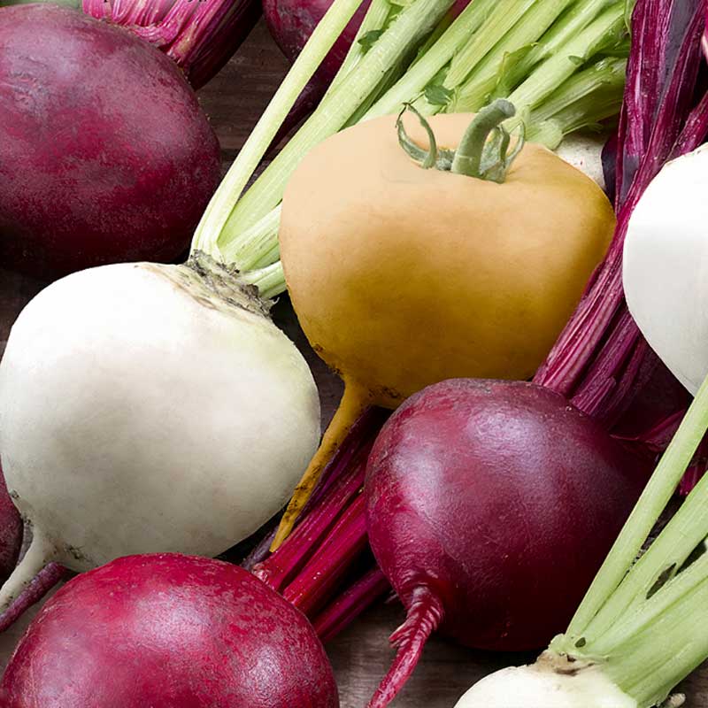 Punajuurimix 'Albina Vereduna, Burpees Golden, Bona'