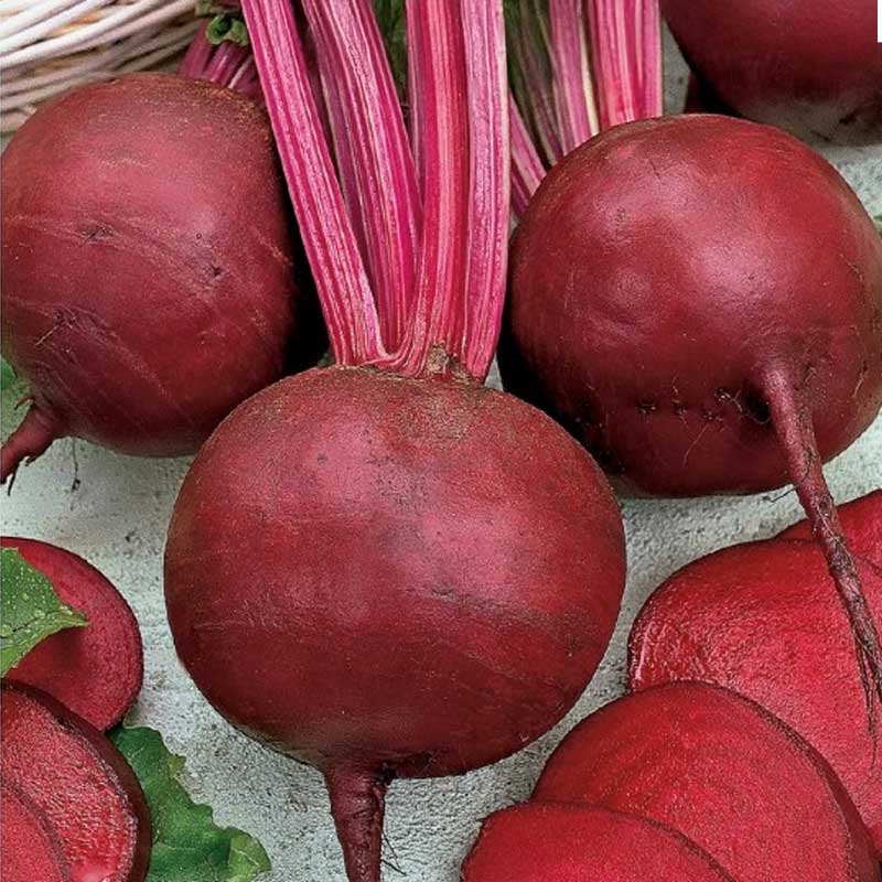 Punajuuri 'Detroit 2'