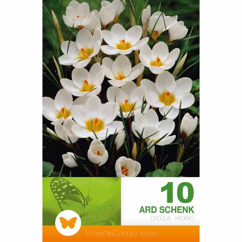 Krookus 'Ard Schenk'