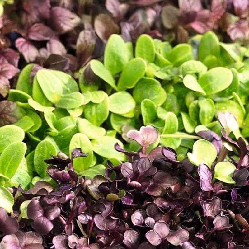 Microgreens sekoitus