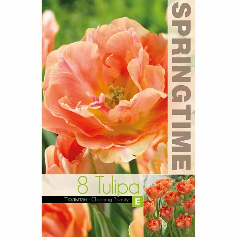 Tulppaani 'Charming Beauty'