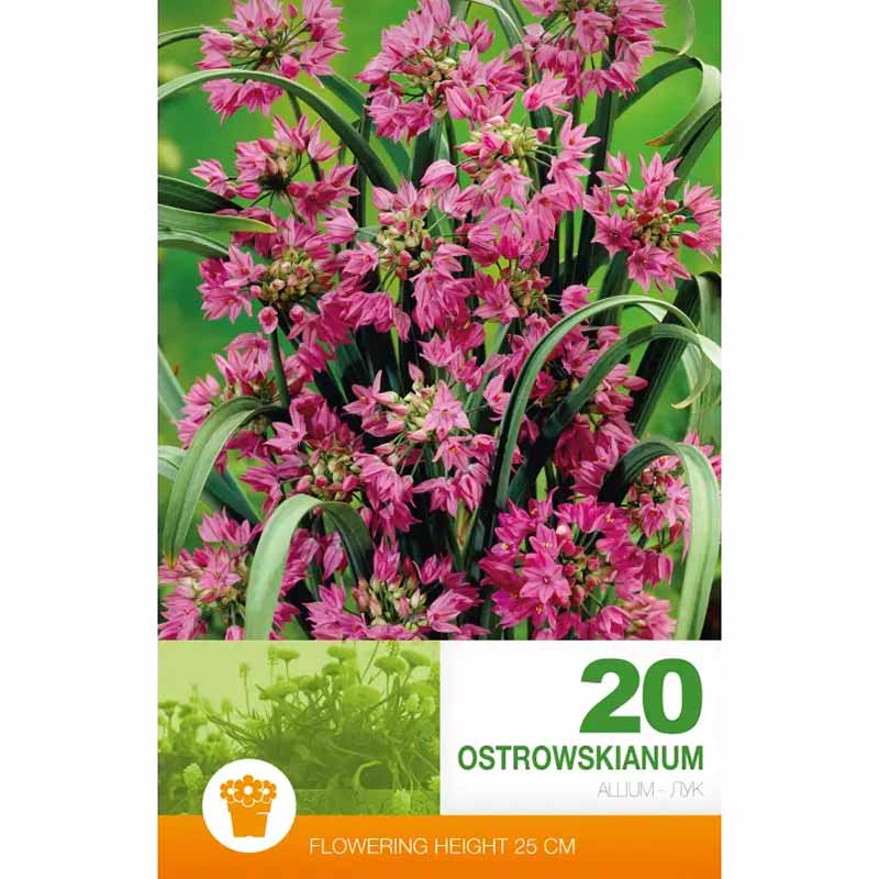 Allium 'Ostrowskianum' (Vuorivalkosipuli)