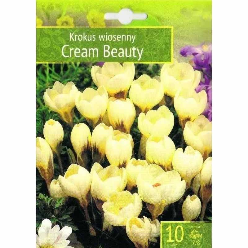 Krookus 'Cream Beauty'