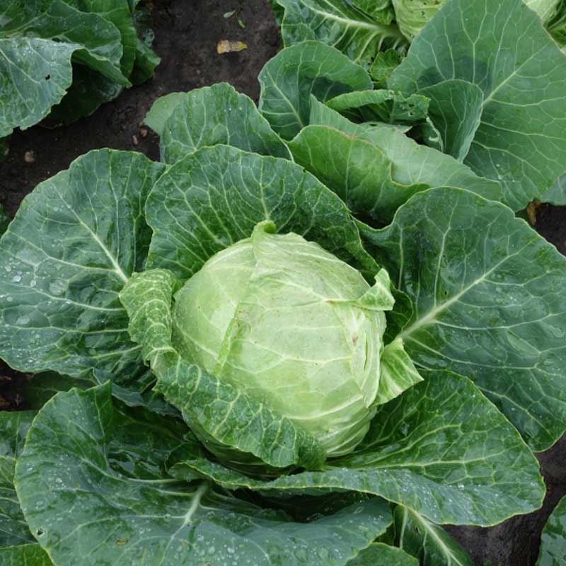 Valkokaali 'Slava' H