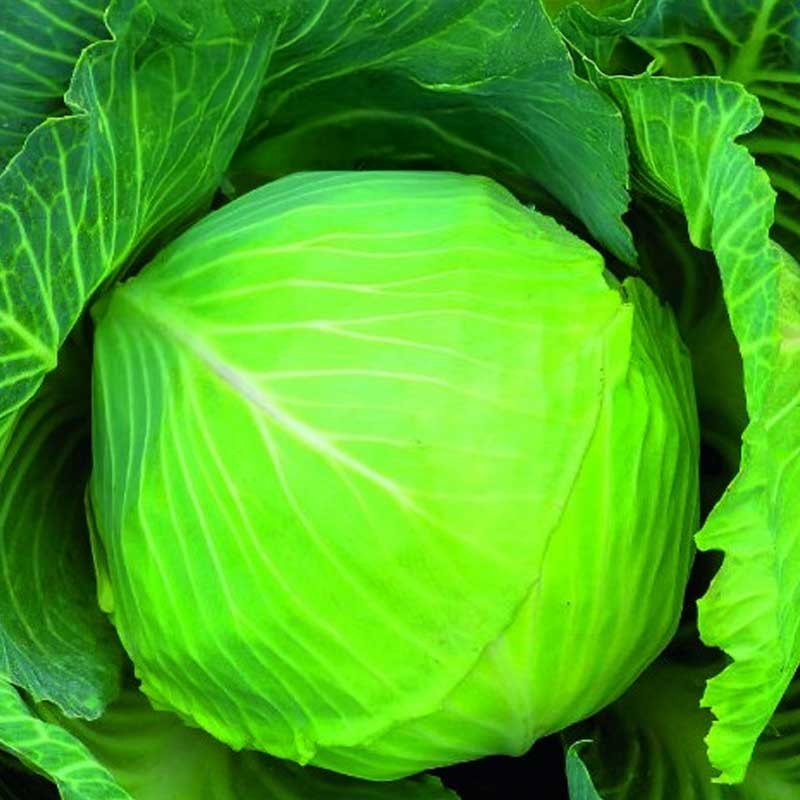 Valkokaali 'Pourovo polopozdni'