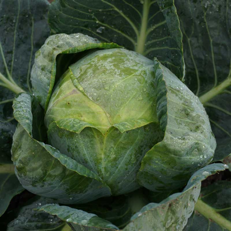 Valkokaali 'Minica' H