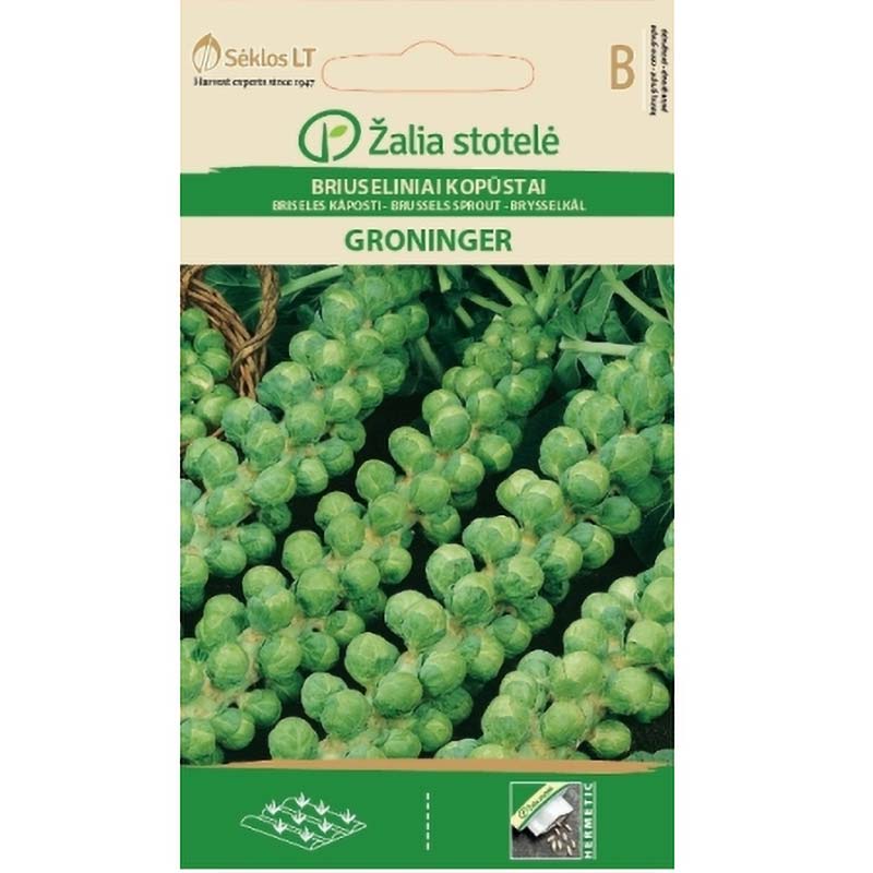 Ruusukaali 'groninger'