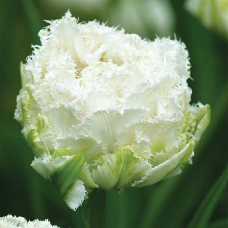 Tulpan ’Snow Crystal’