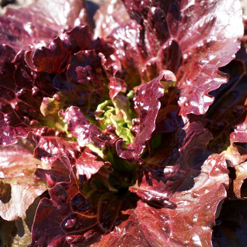 Salaatti 'Florinred'