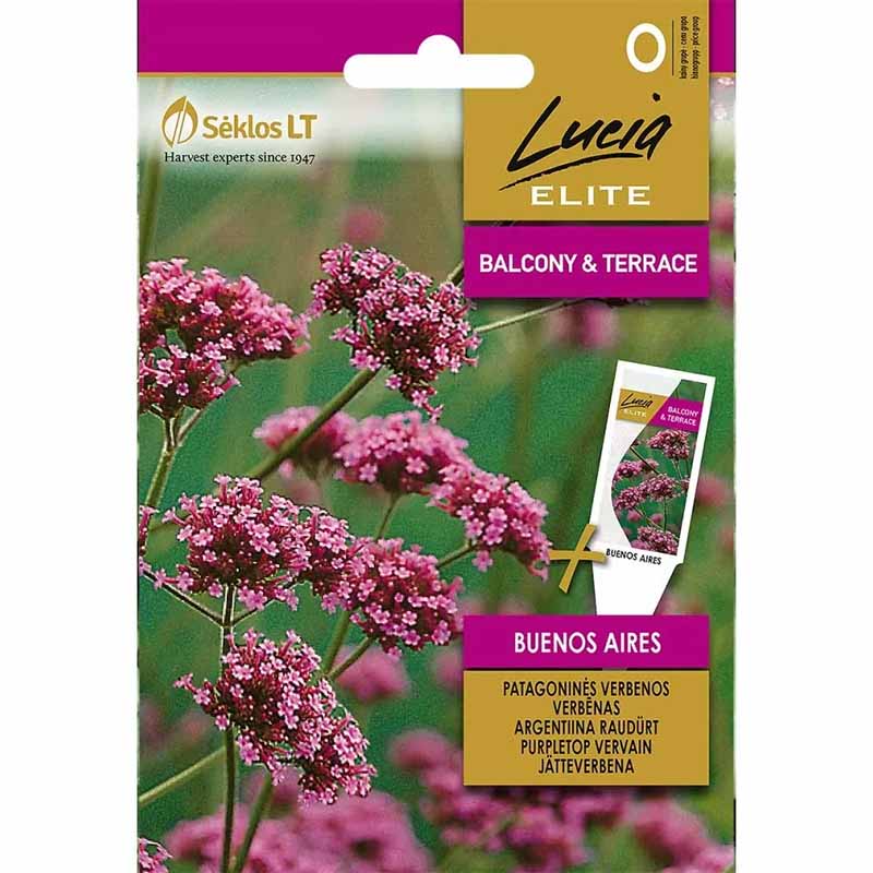 Jättiverbena 'Buenos aires'