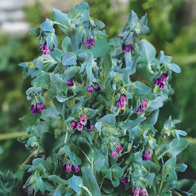 Vahakukka 'Purpurascens'