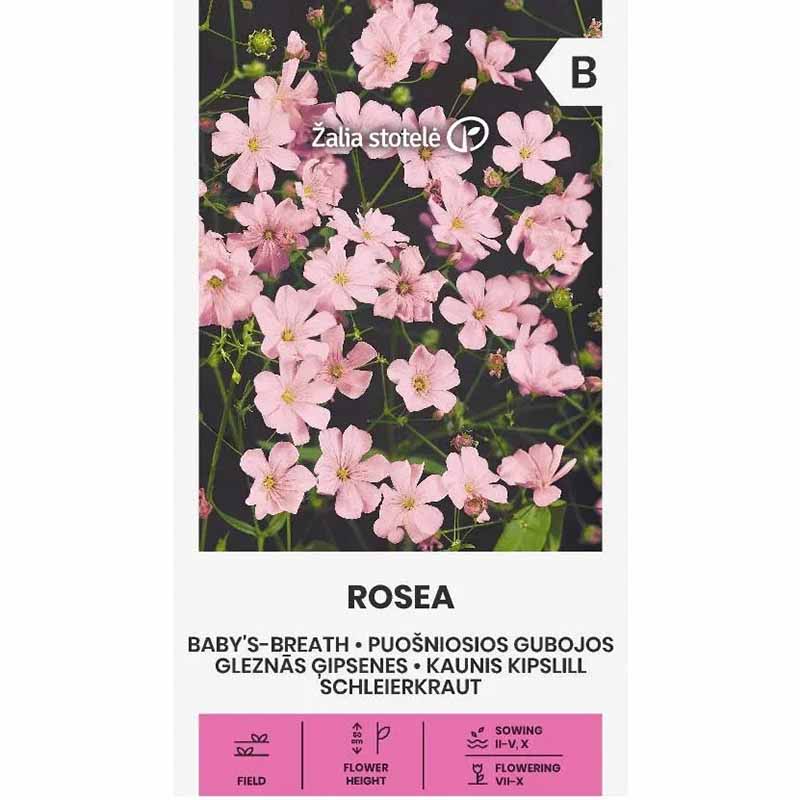 Yksivuotinen morsiuskukka 'Rosea'