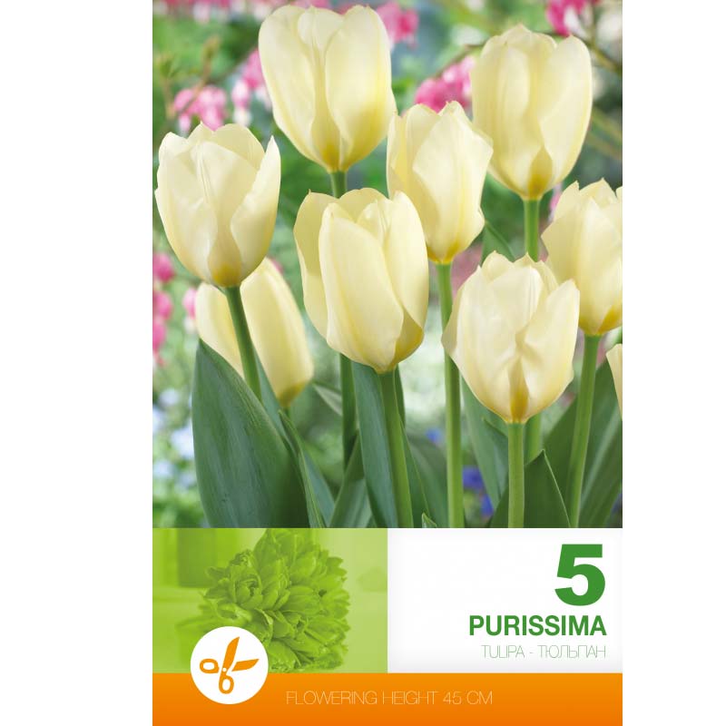 Tulpan ’Purissima’