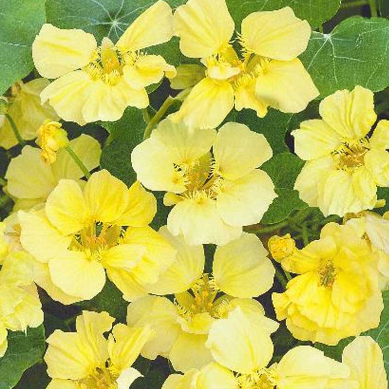 Köynnöskrassi 'Moonlight'