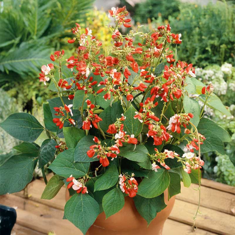 Koristepapu 'Hestia'