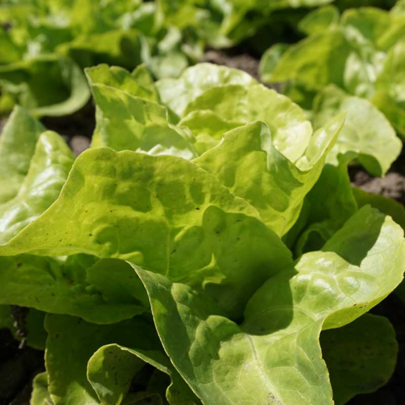 Bataviasalaatti 'Appia'