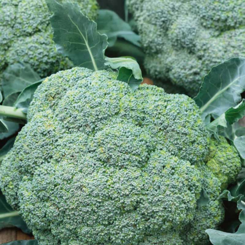 Parsakaali 'Calabrese natalino'