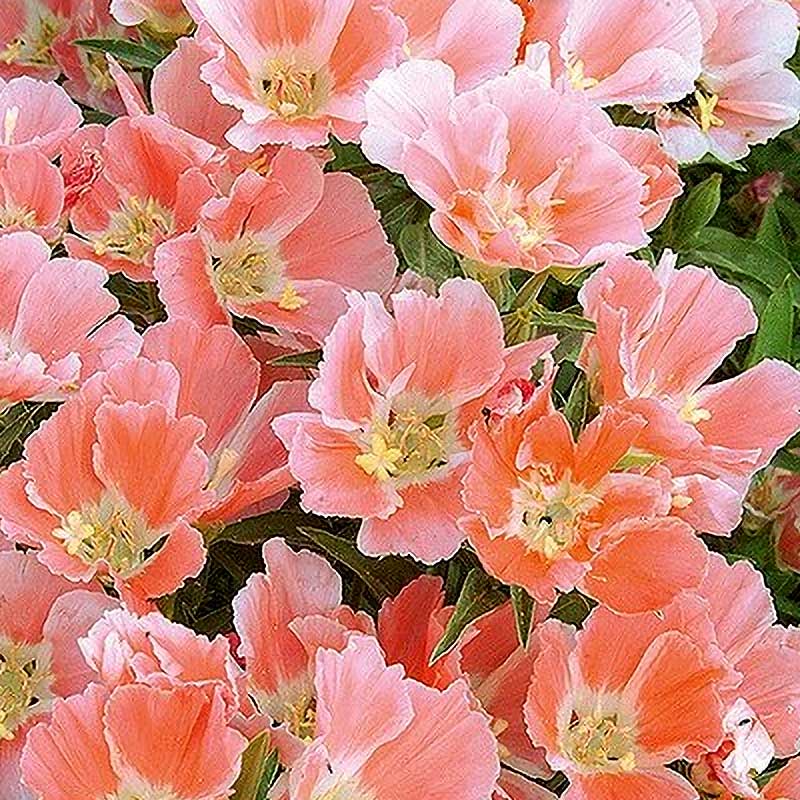 Atlasinkukka 'Salmon Princess'