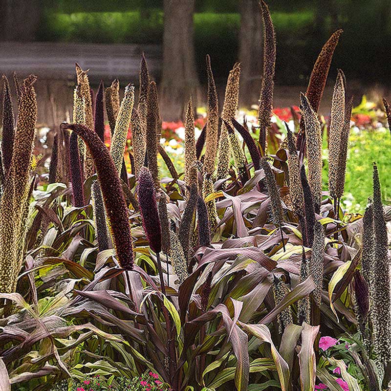 Helmihirssi 'Copper Prince' h