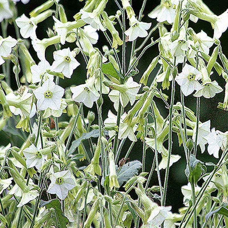 Koristetupakka 'Starlight Dancer'