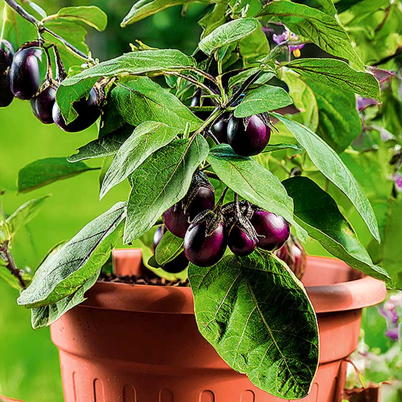 Munakoiso 'Patio baby' h