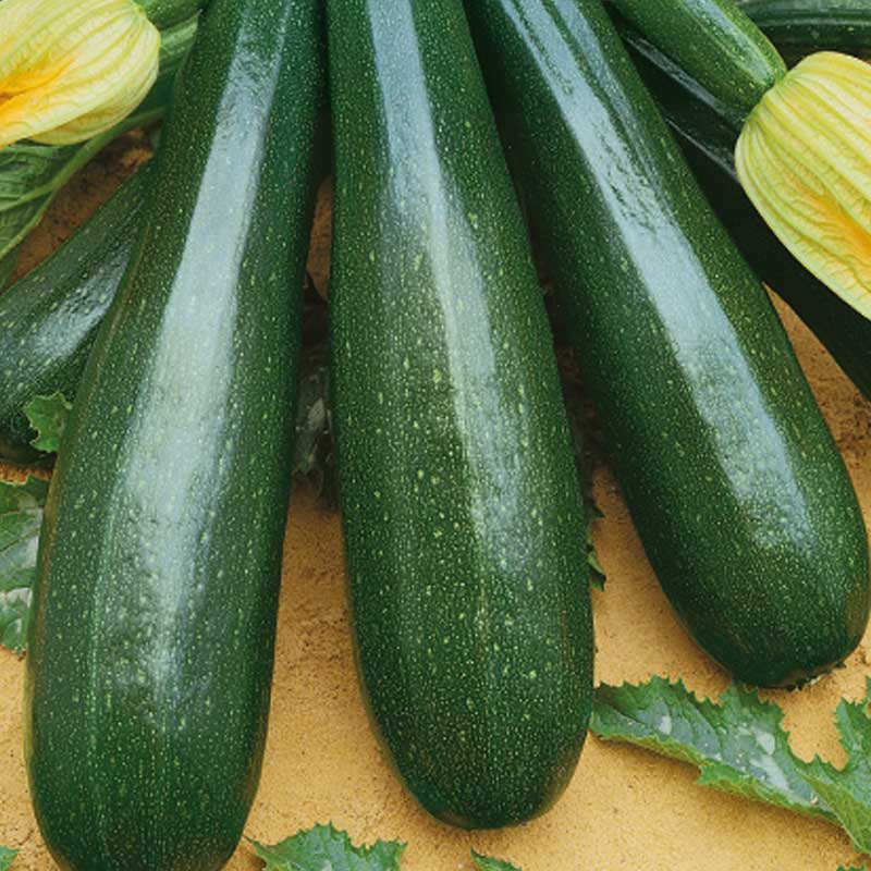 Kesäkurpitsa 'Ambassador' h