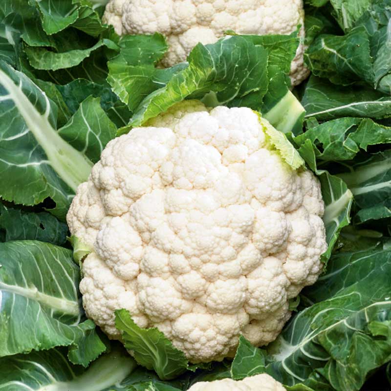 Kukkakaali 'Skywalker'