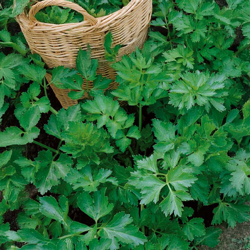 Juuriselleri 'Jemny'