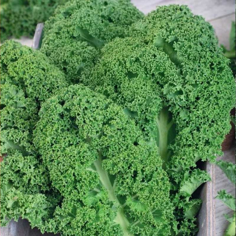 Lehtikaali 'Westlandse winter'